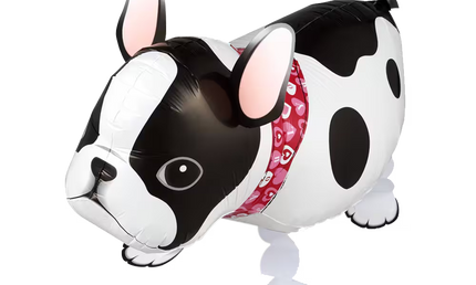 Laufender Airwalker Ballon in Form einer Französischen Bulldogge in Schwarz-Weiß.